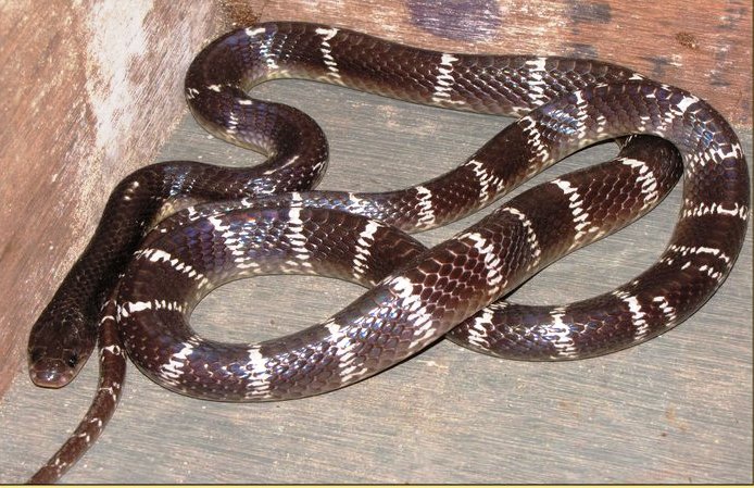 With temperatures soaring, snakes and other reptiles are being driven out of their natural habitats in search of cooler, shaded spaces