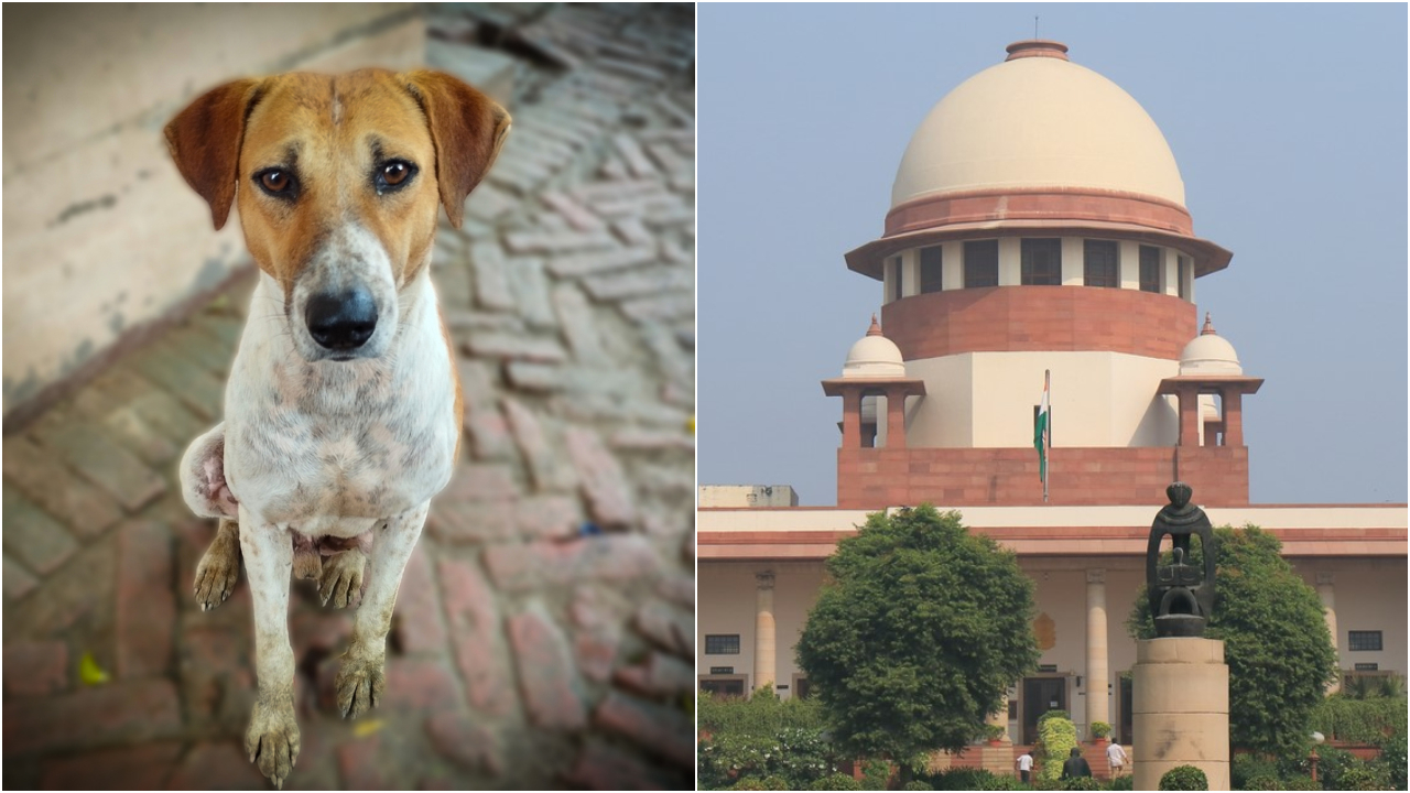 ‘Right to life cannot be threatened’: SC upholds shelter order for stray dogs, permits euthanasia