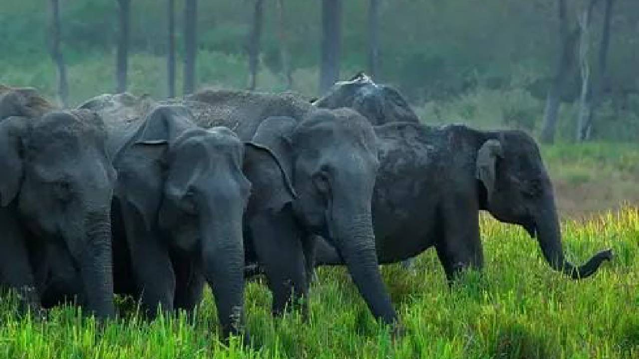 Human settlements have fragmented traditional elephant corridors. (Pic: Kerala Tourism)