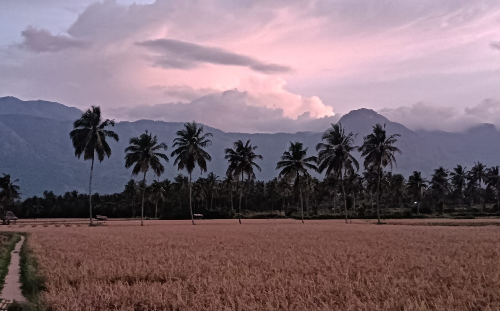 File picture of a harvest-ready paddy field at Kollengode in Palakkad. (South First)