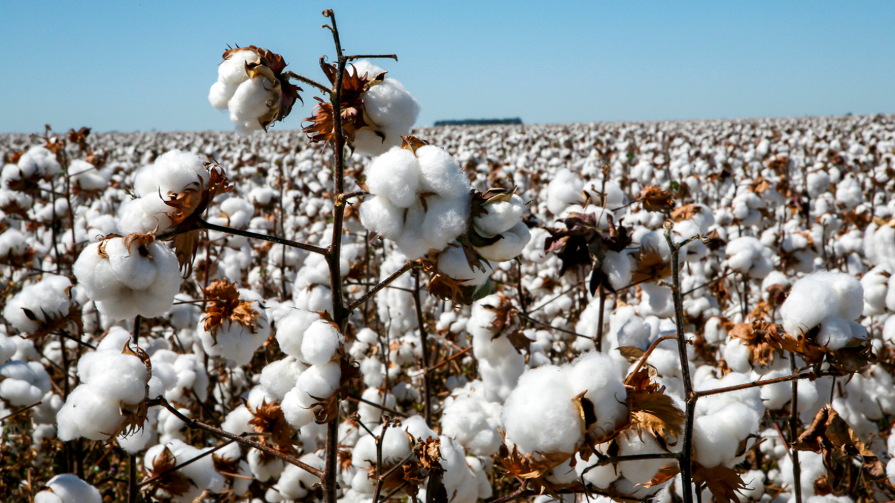 Telangana targets cultivation across approximately 134-135 lakh acres during Kharif 2026, with cotton alone aiming for around 52 lakh acres.