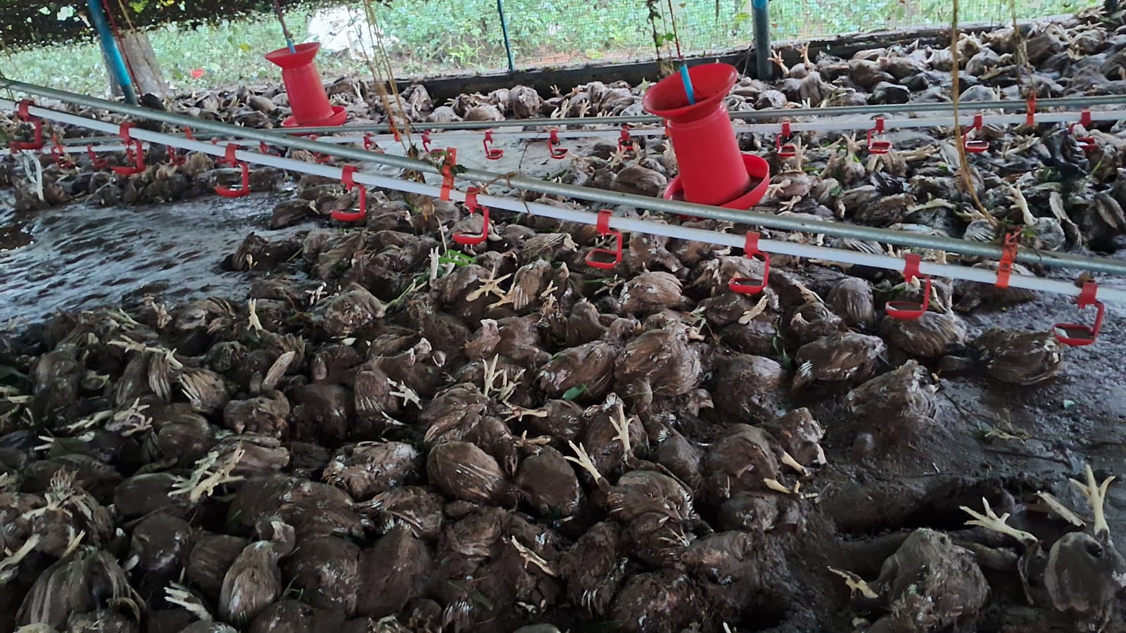 A poultry farm in Kannur lost several chickens after it got flooded.
