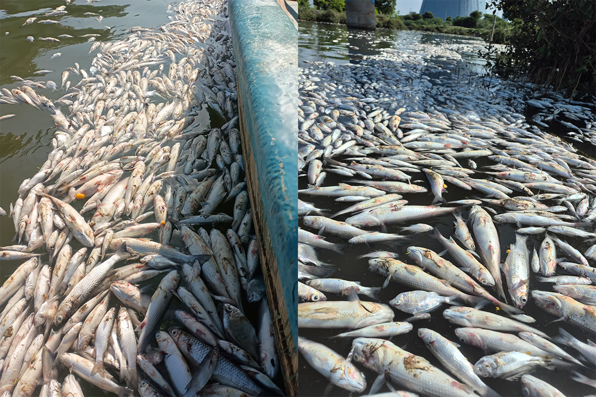 Fishermen block highway, stage protests as tonnes of fish found dead near Ennore