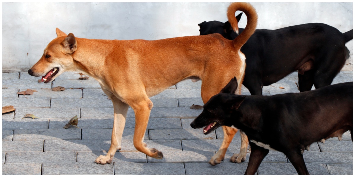 Keralam's 2019 livestock census counted 2,89,000 unowned dogs and 8,36,000 owned dogs.