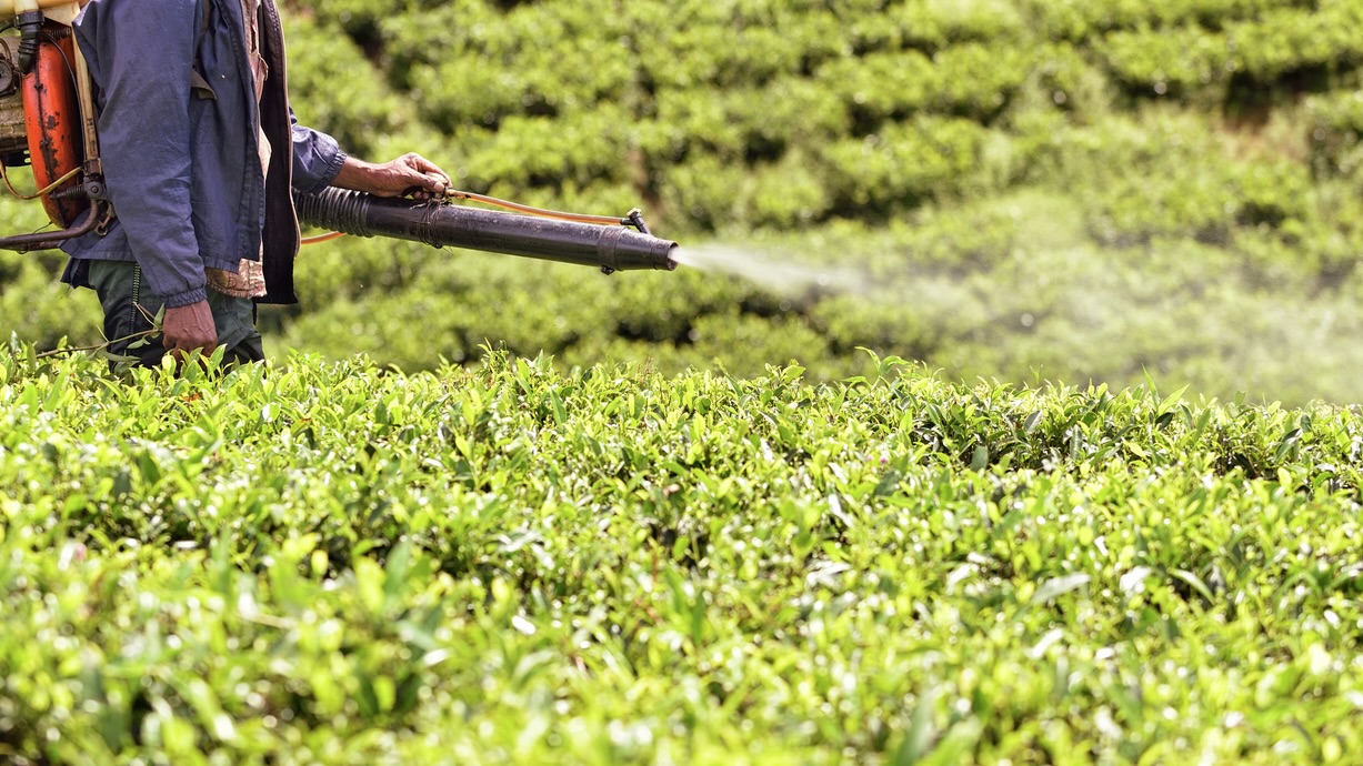 FSSAI proposes maximum residue limits for two pesticides used in tea cultivation