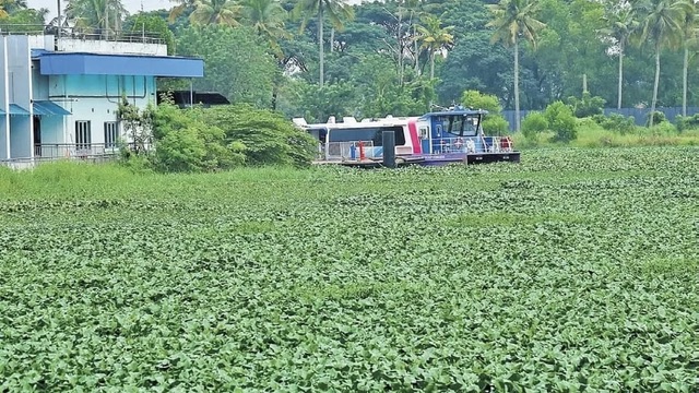 Keralam’s water hyacinth problem: Can an invasive weed become a source of livelihood?