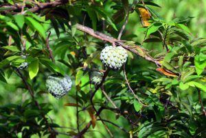 Custard apple trees can survive on relatively little water, grow on marginal lands and yield a marketable crop without intensive investment.
