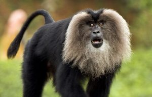 The lion-tailed macaque is endemic to the Western Ghats and is on IUCN's Endangered list. (NA Nazeer/Creative Commons)