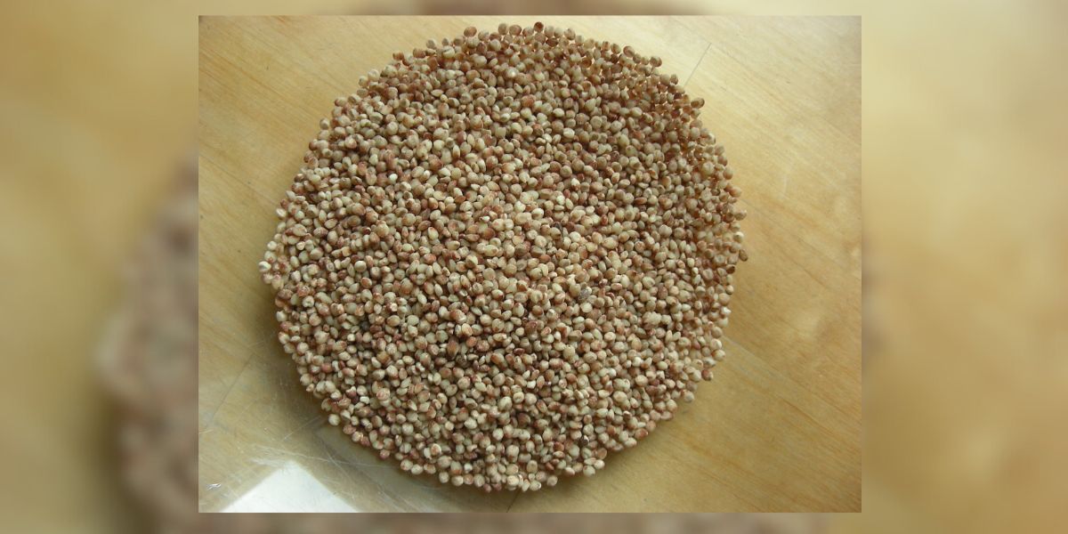 A substantial share of minor millets sold in the South Indian market are polished. They come without parts of the grain that carry main nutrients.