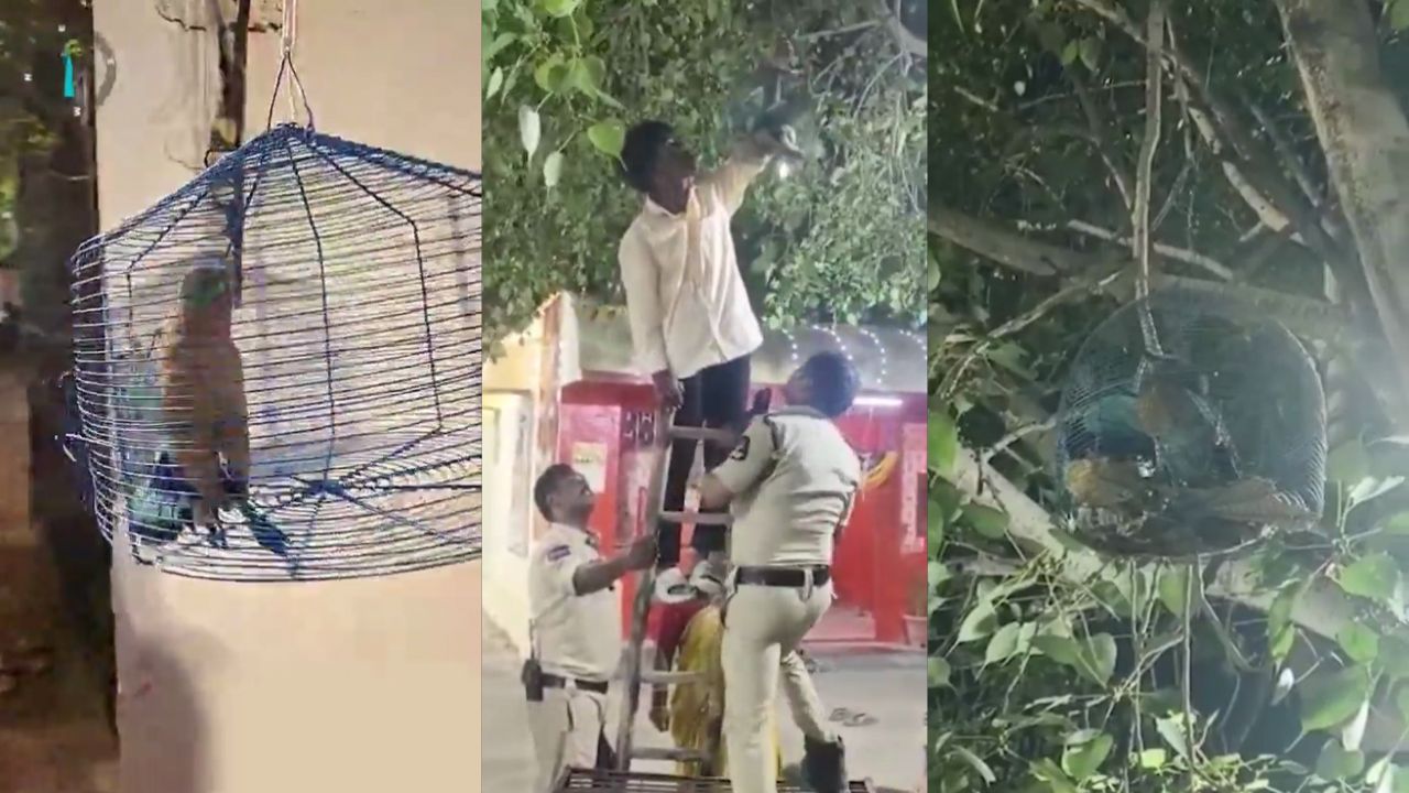 Caged for ‘good luck’, Hyderabad police rescue four Palapittas during Dasara