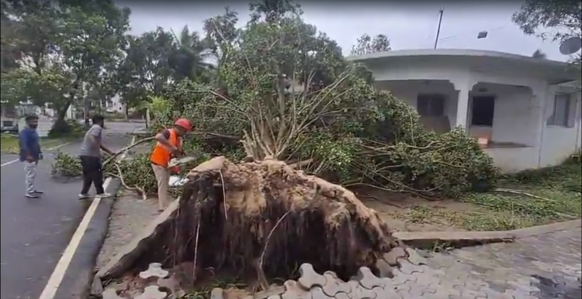 Trees uprooted amid Cyclone Arnab