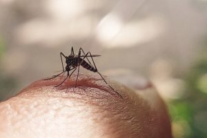 Dengue risk could rise 113% by century-end; Keralam gets an early-warning model